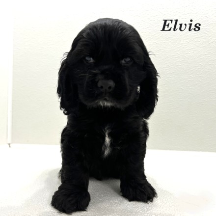 puppy, for, sale, Cocker Spaniel, Joe & Cherri  Overlease, dog, breeder, Miller, MO, dog-breeder, puppy-for-sale, forsale, nearby, find, puppyfind, locator, puppylocator, aca